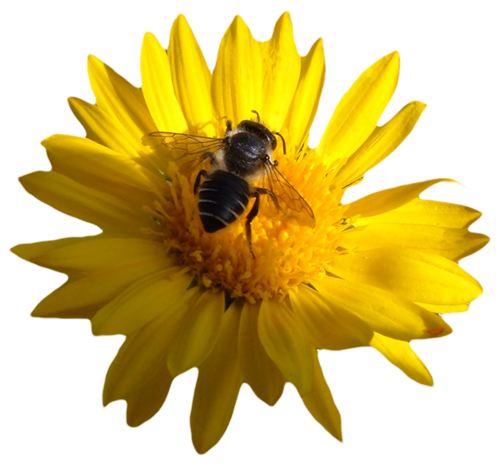 őszi állatok_15.png